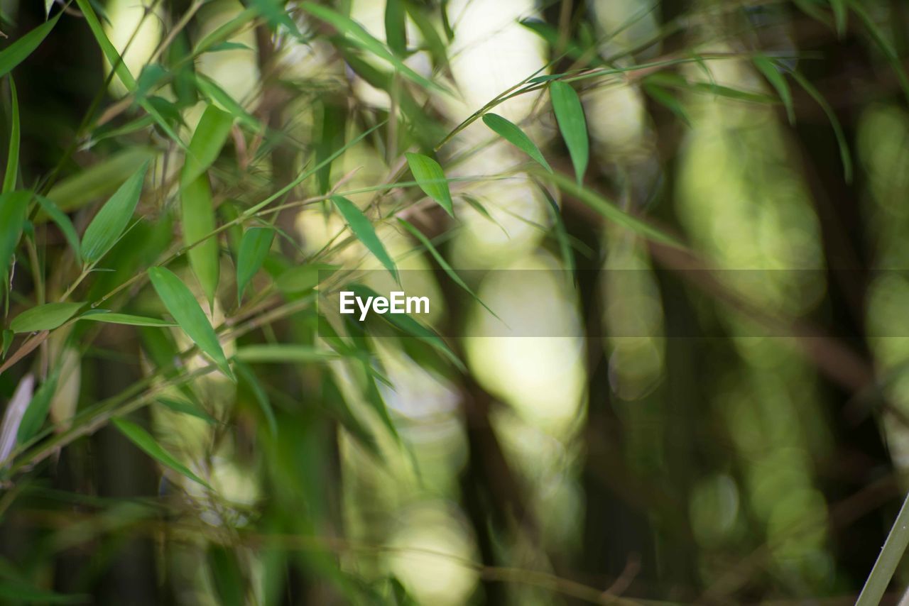 CLOSE-UP OF BAMBOO PLANTS