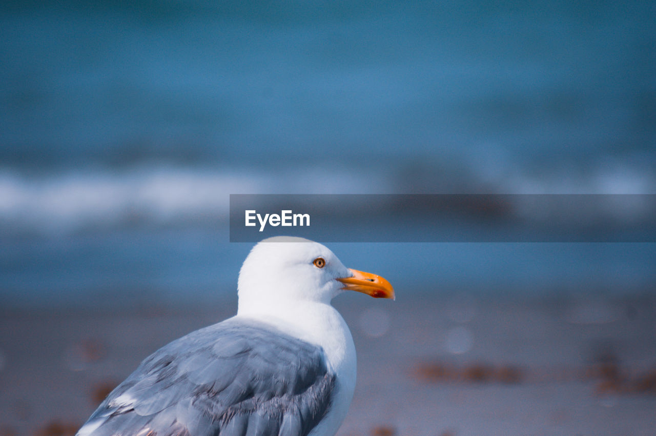 Close-up of seagull