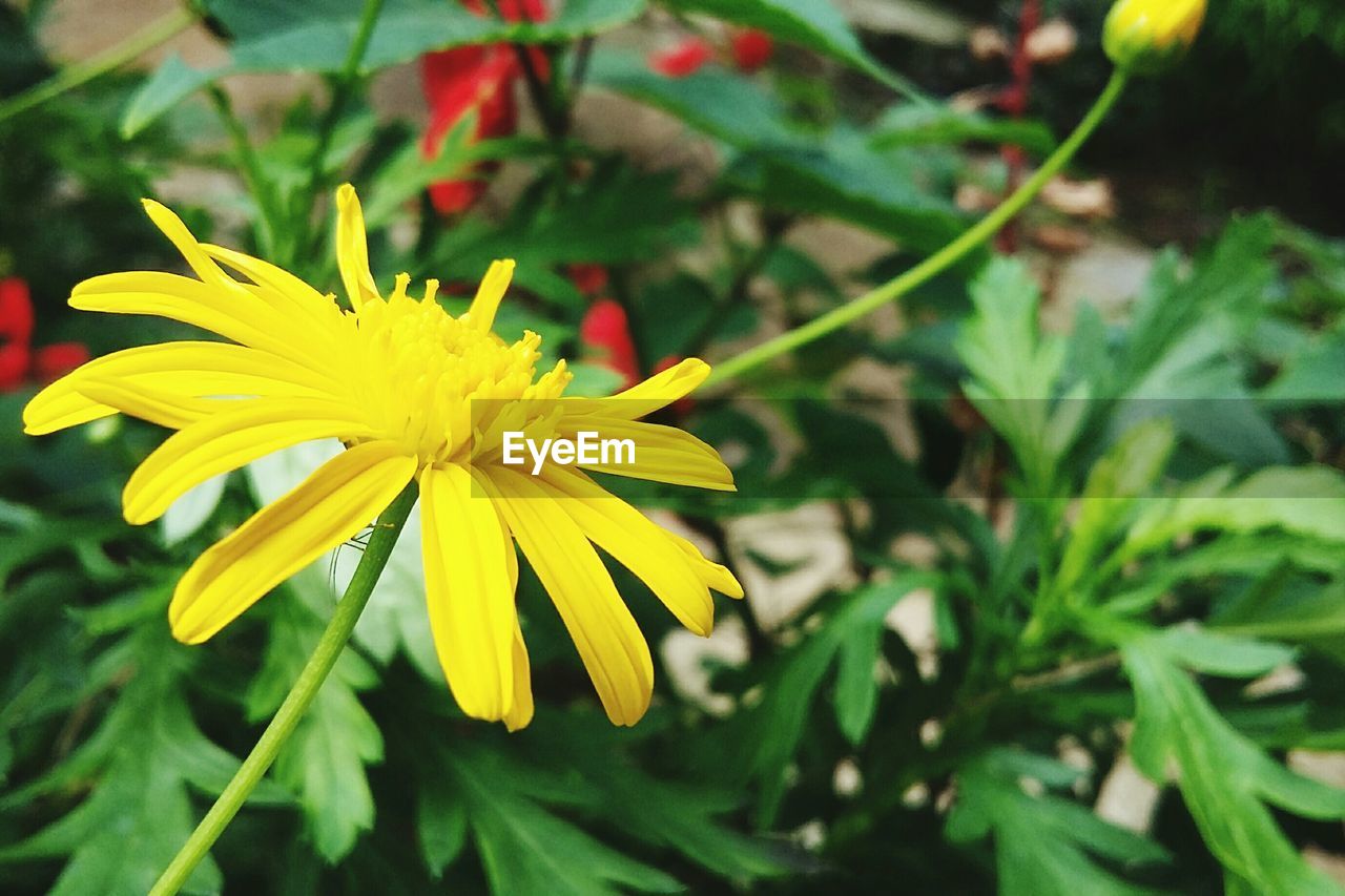 Close-up of yellow flower blooming outdoors