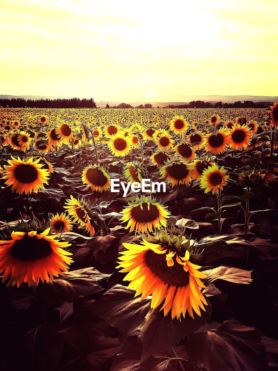 sunflower, plant, flower, beauty in nature, flowering plant, nature, sky, growth, flower head, land, yellow, freshness, fragility, field, landscape, inflorescence, no people, petal, environment, scenics - nature, sunset, tranquility, cloud, sunlight, agriculture, rural scene, outdoors, tranquil scene, close-up, horizon, day, orange color, horizon over land, pollen
