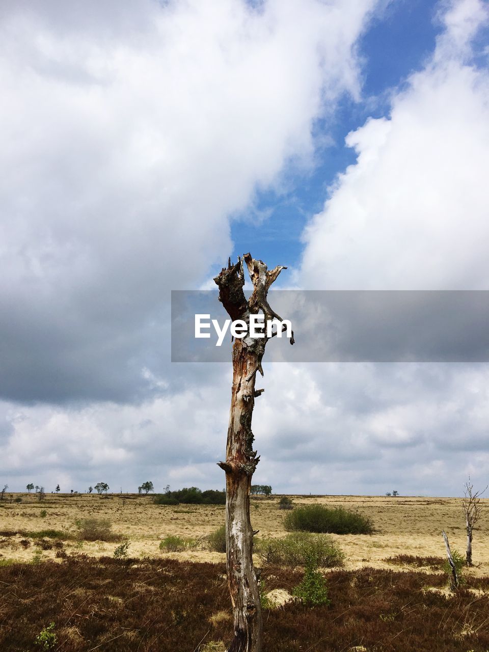 DEAD TREE ON FIELD