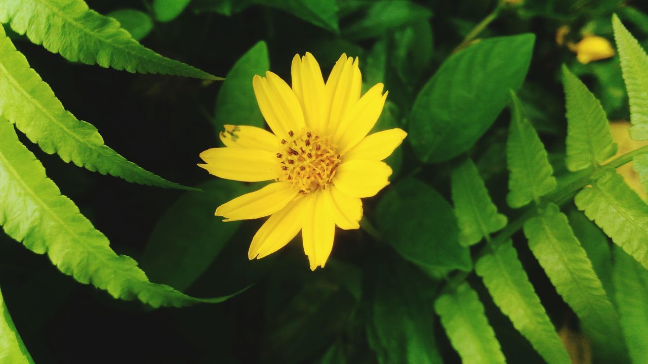 CLOSE-UP OF YELLOW FLOWER ON LEAF