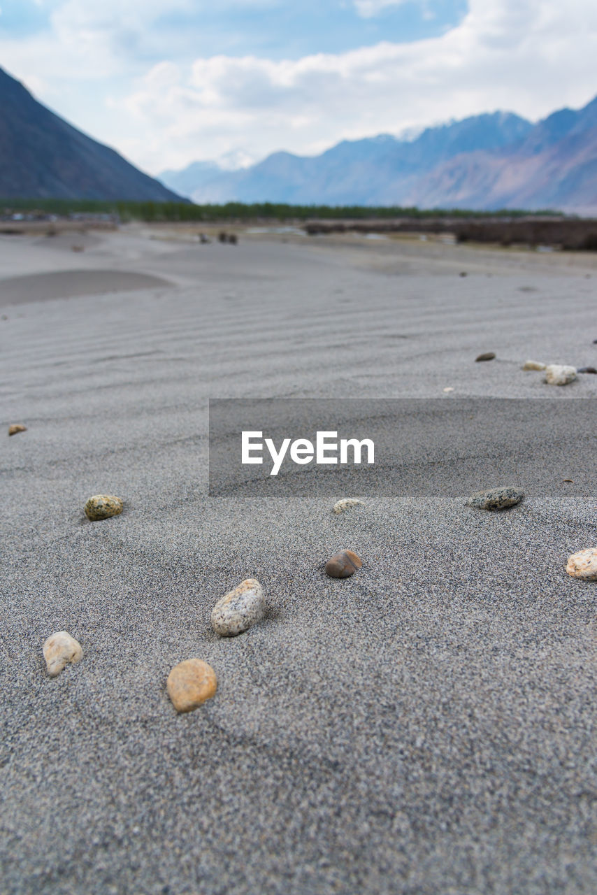 Close-up of shells on beach against sky