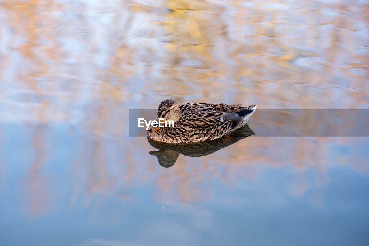 HIGH ANGLE VIEW OF BIRD SWIMMING IN LAKE