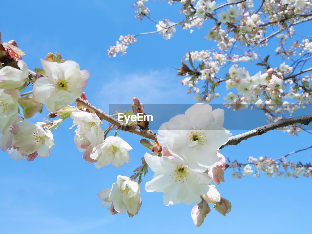 Low angle view of apple blossoms in spring