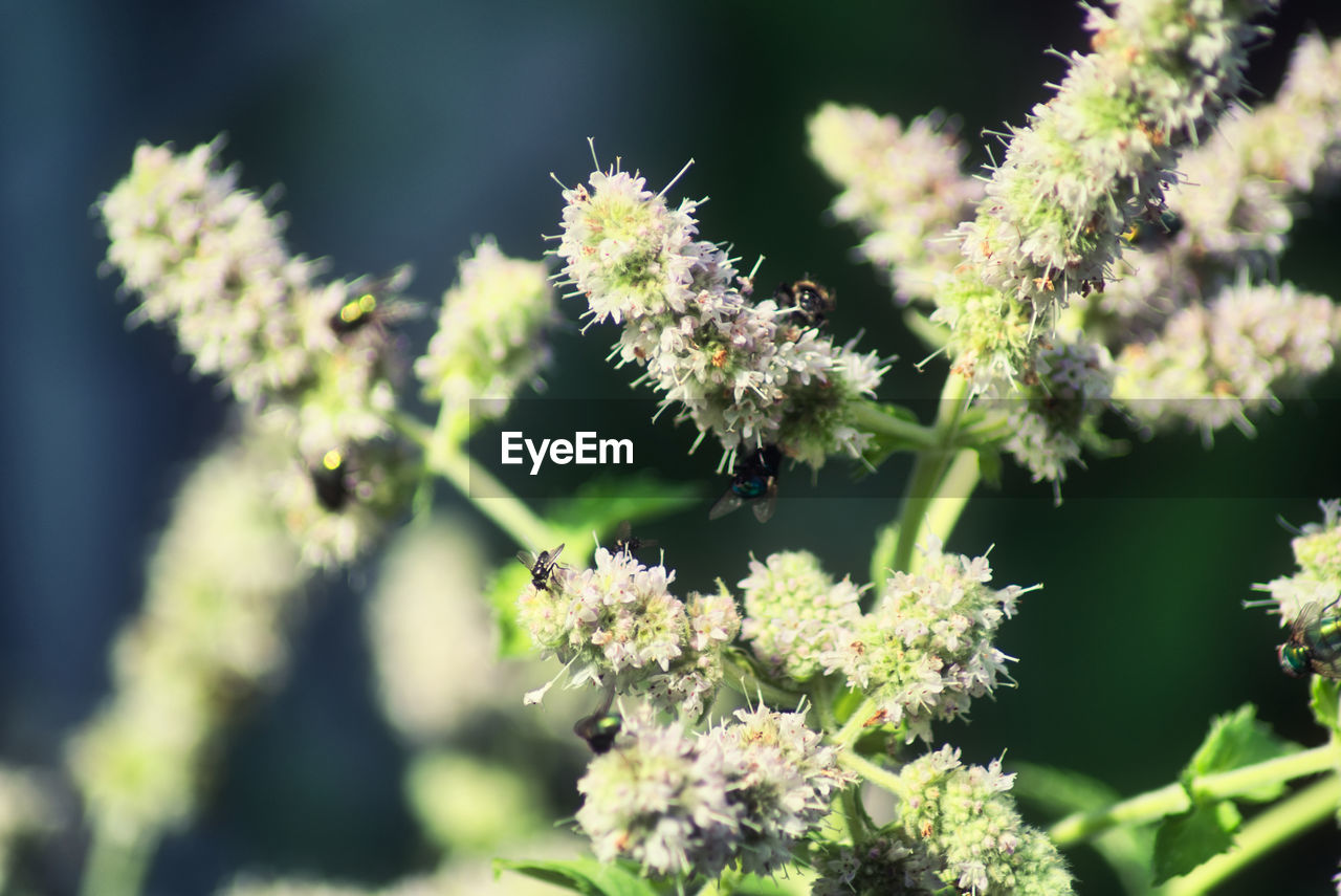 CLOSE-UP OF FLOWERING PLANT AGAINST WHITE FLOWERS