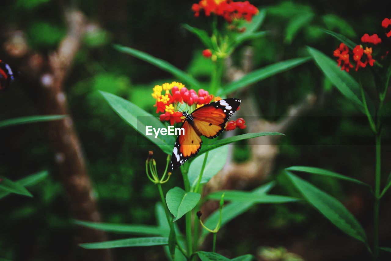 BUTTERFLY ON FLOWER