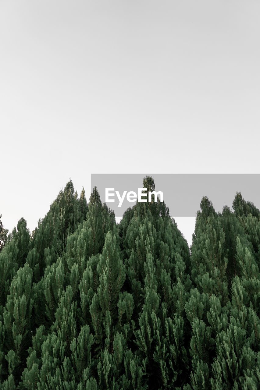 LOW ANGLE VIEW OF LUSH TREES AGAINST CLEAR SKY