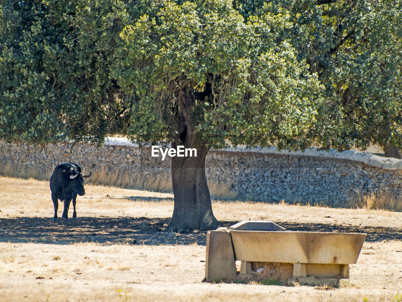 HORSE IN PARK