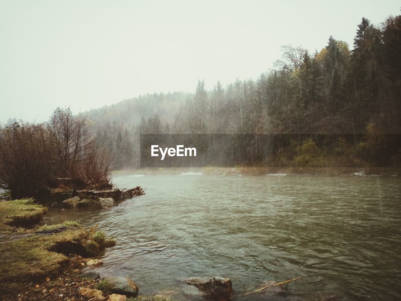 SCENIC VIEW OF RIVER AMIDST TREES IN FOREST