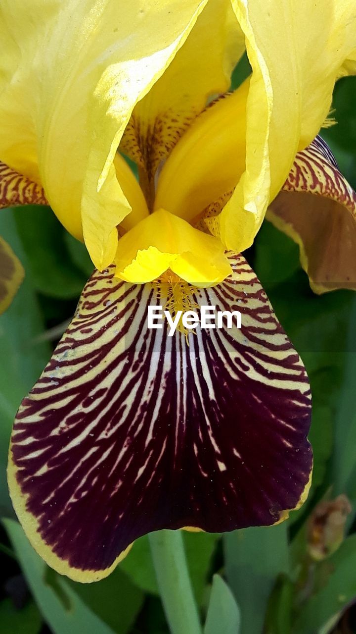 CLOSE-UP OF YELLOW FLOWERS