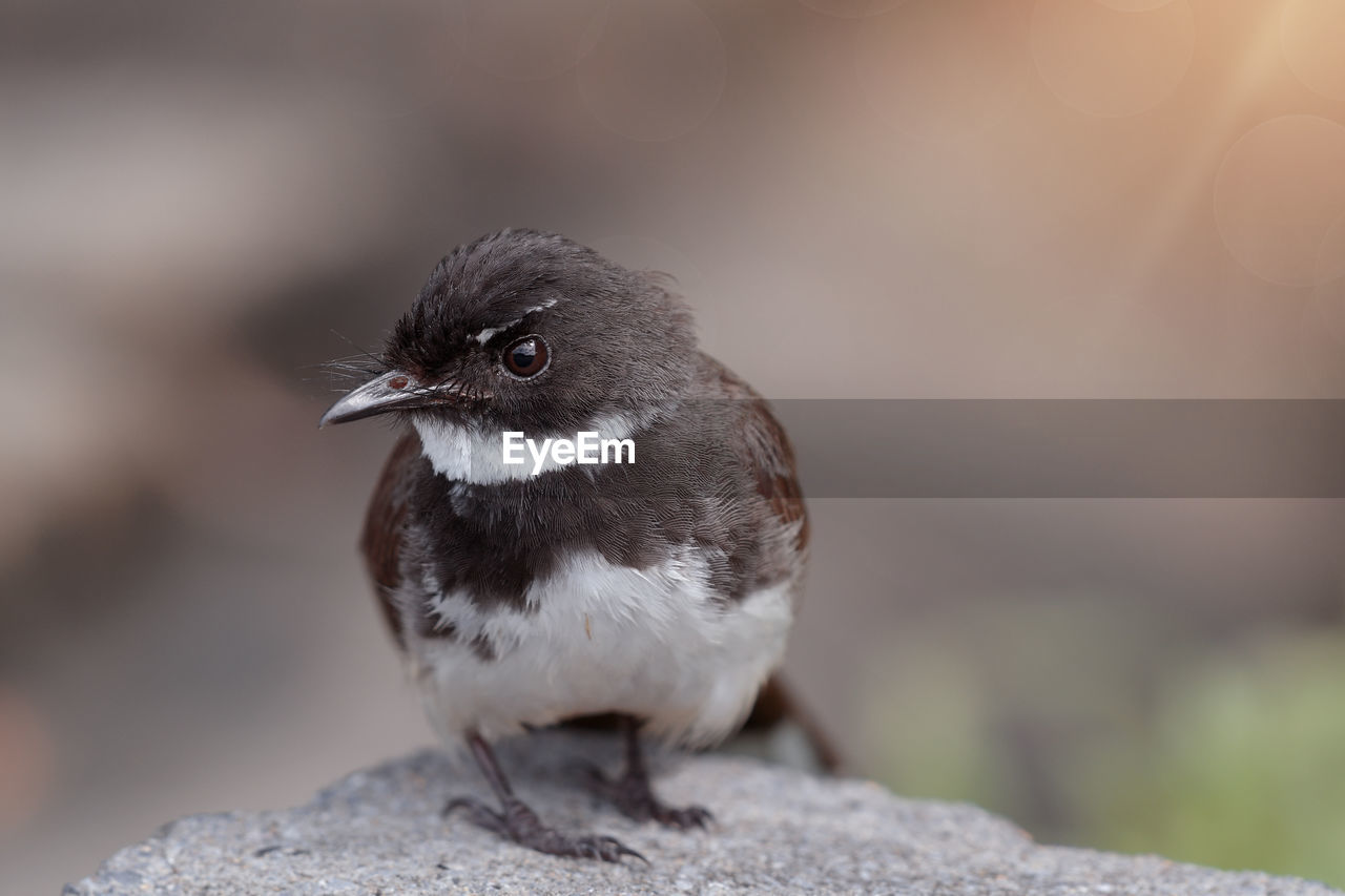 CLOSE-UP OF A BIRD