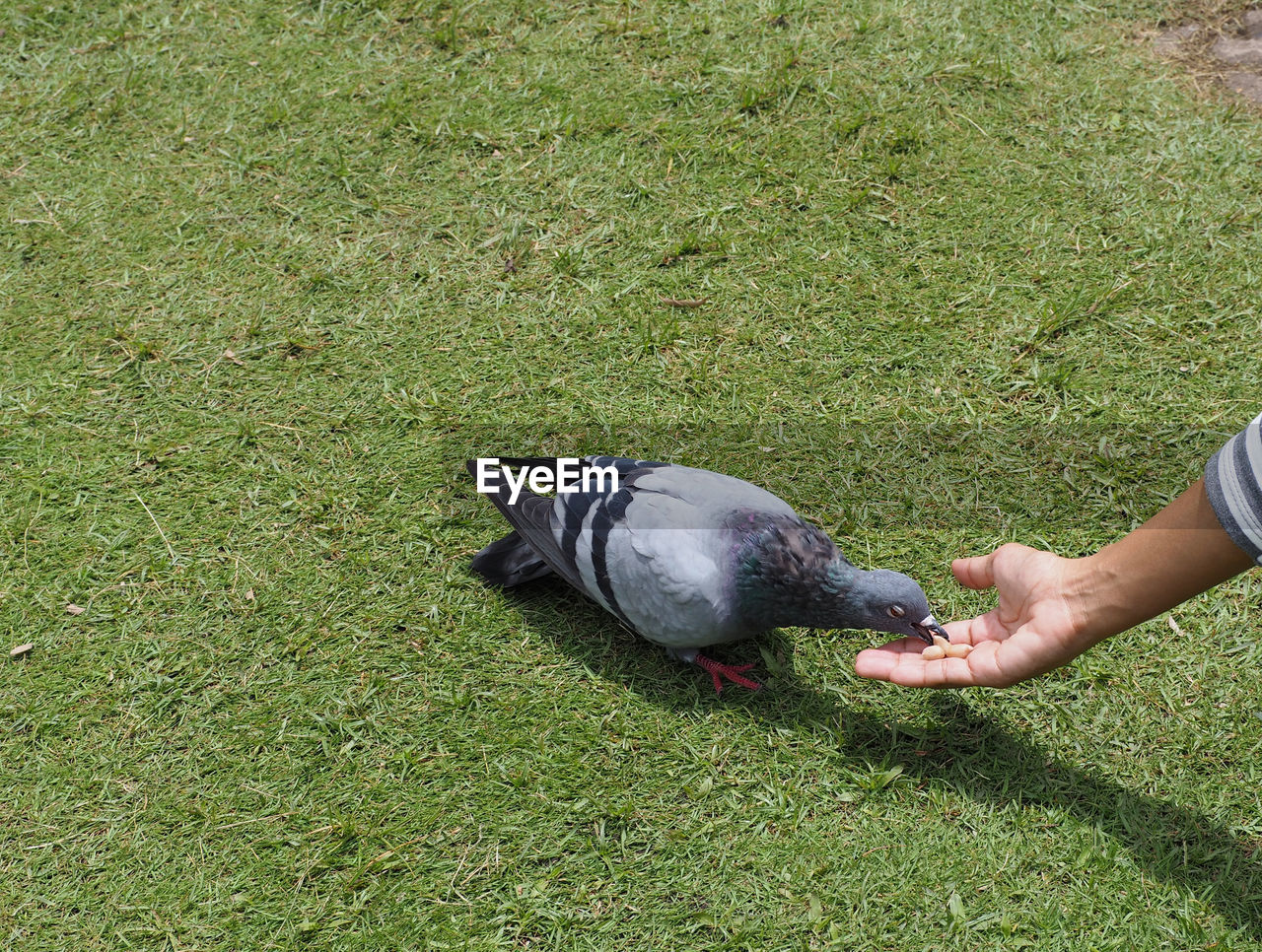 HIGH ANGLE VIEW OF MAN HOLDING BIRD ON FIELD