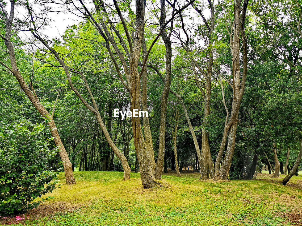 TREES ON FIELD