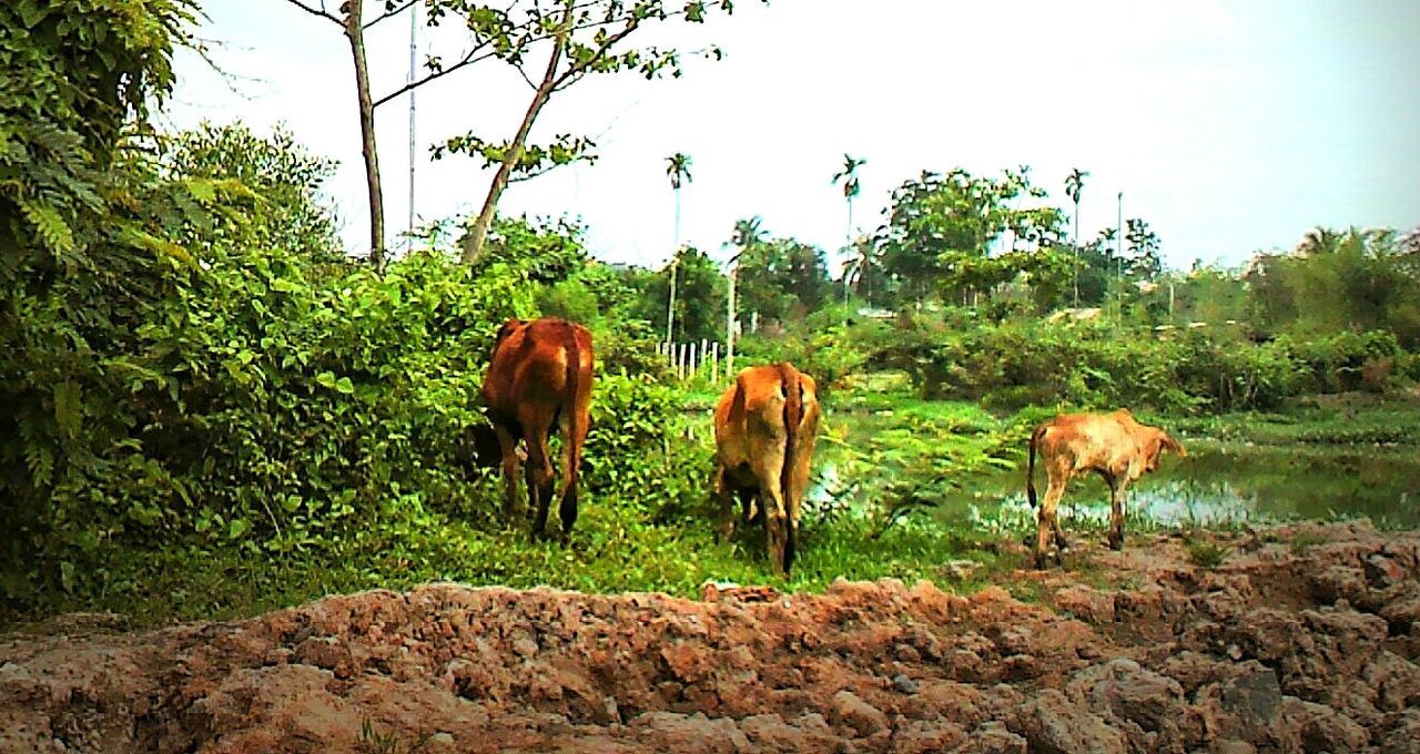 TWO HORSES GRAZING ON FIELD