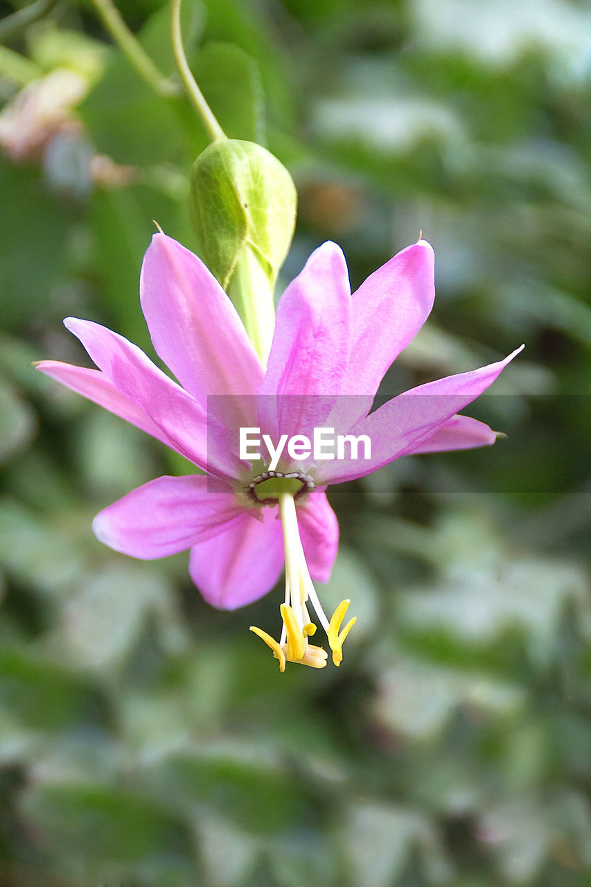 Close-up of pink crocus flower