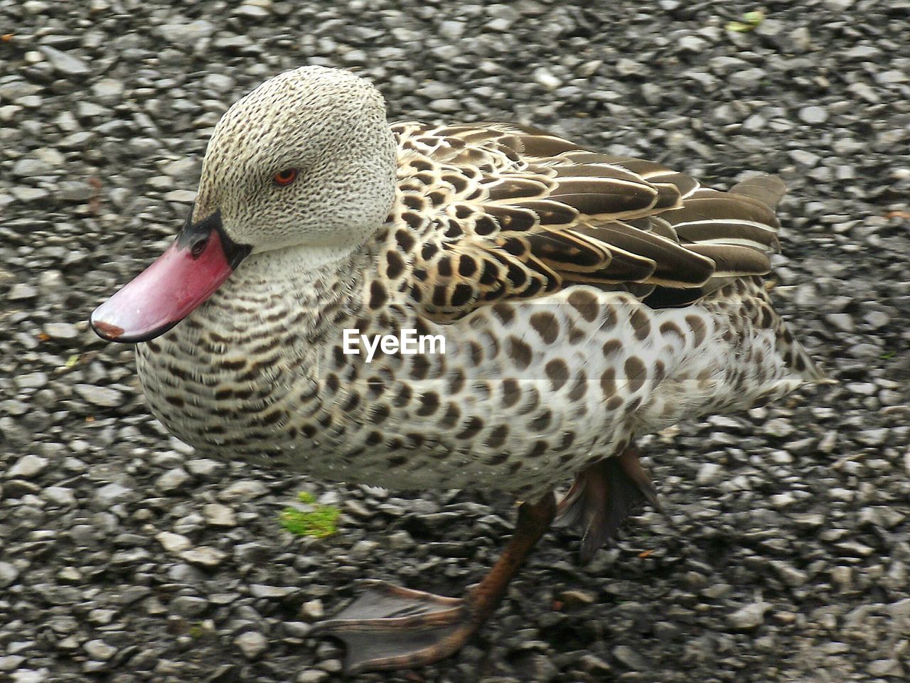 CLOSE-UP VIEW OF BIRD