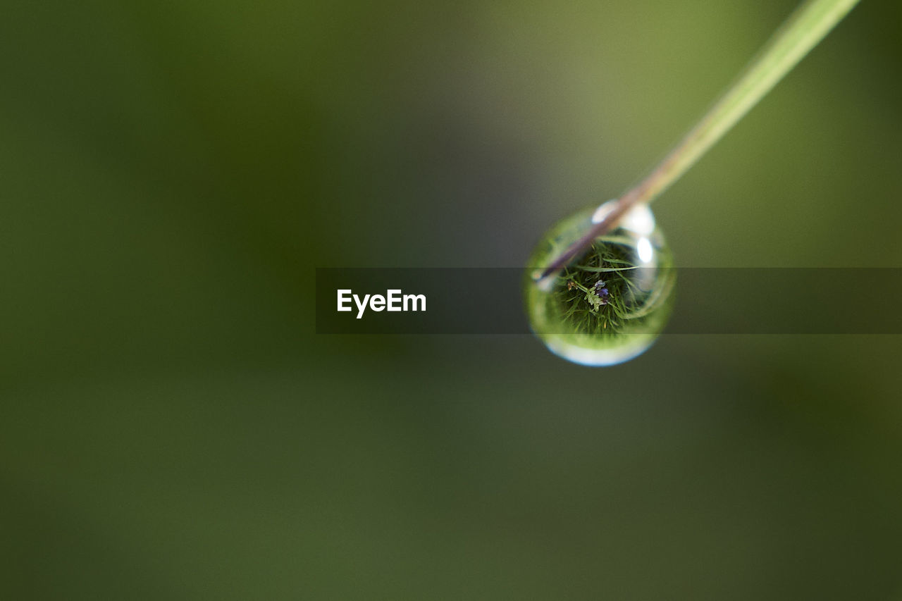 CLOSE-UP OF GREEN PLANT