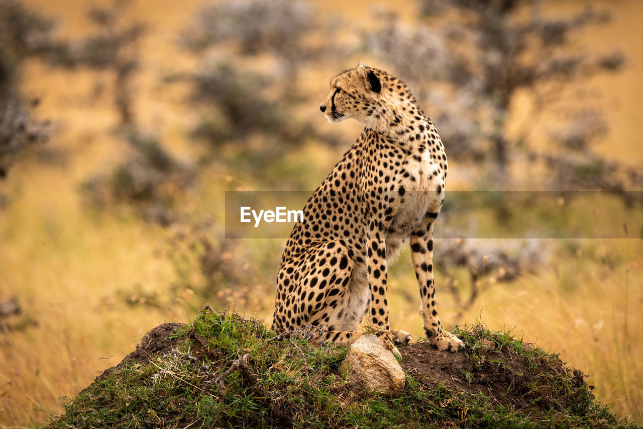 Cheetah sitting on rock in zoo