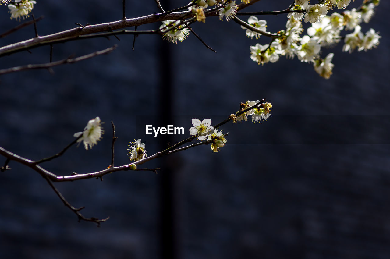 CLOSE-UP OF CHERRY BLOSSOMS ON BRANCH