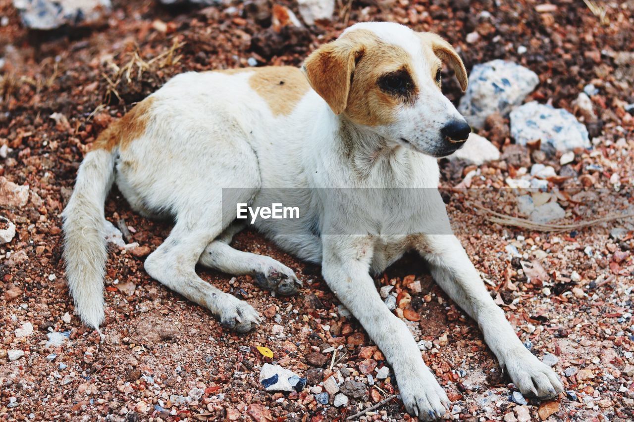 CLOSE-UP OF PUPPY ON ROCK