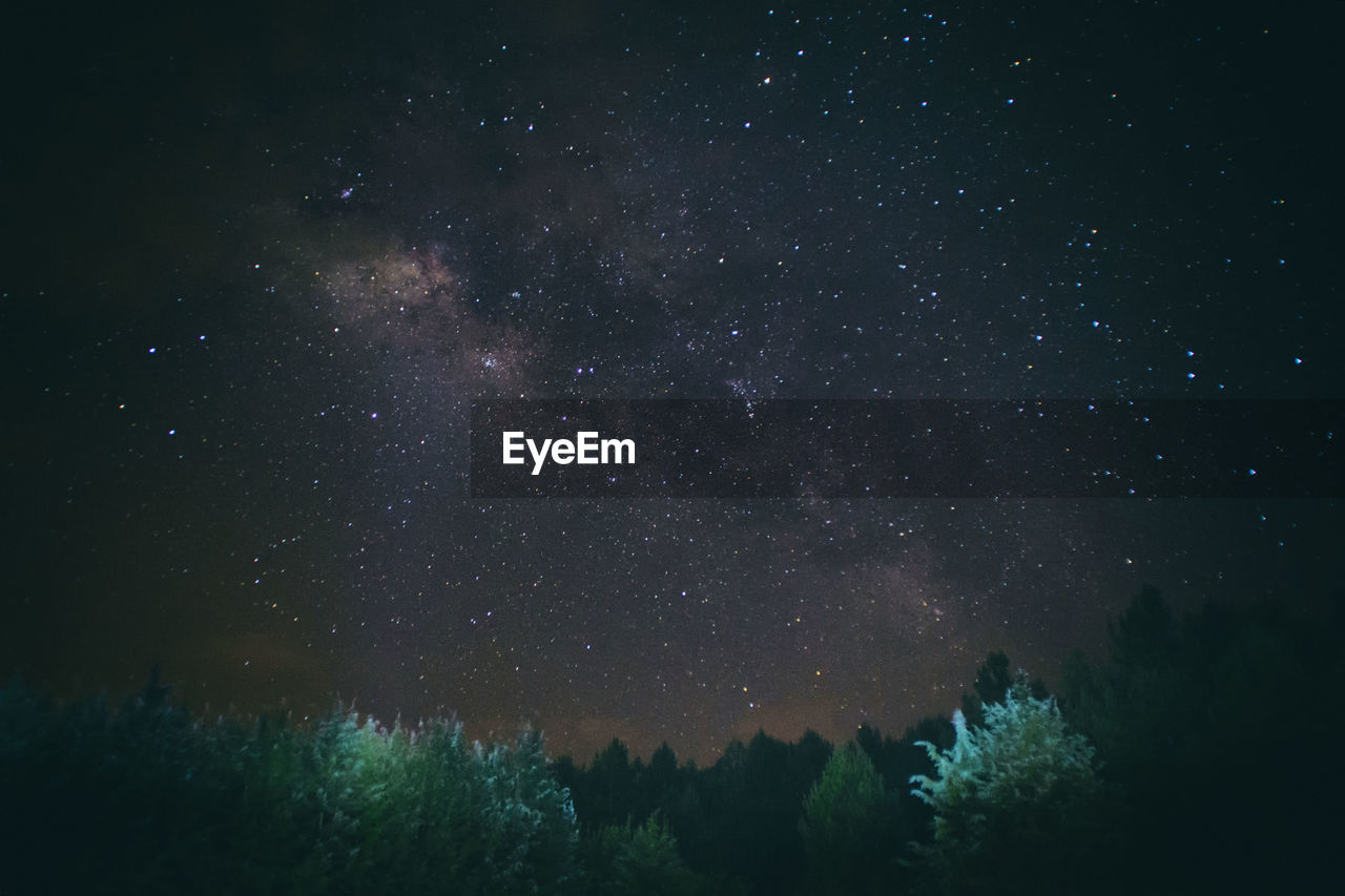 Trees against starry sky at night