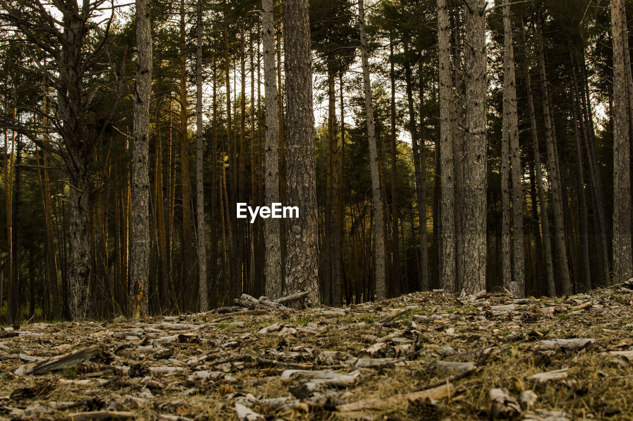 Trees in forest