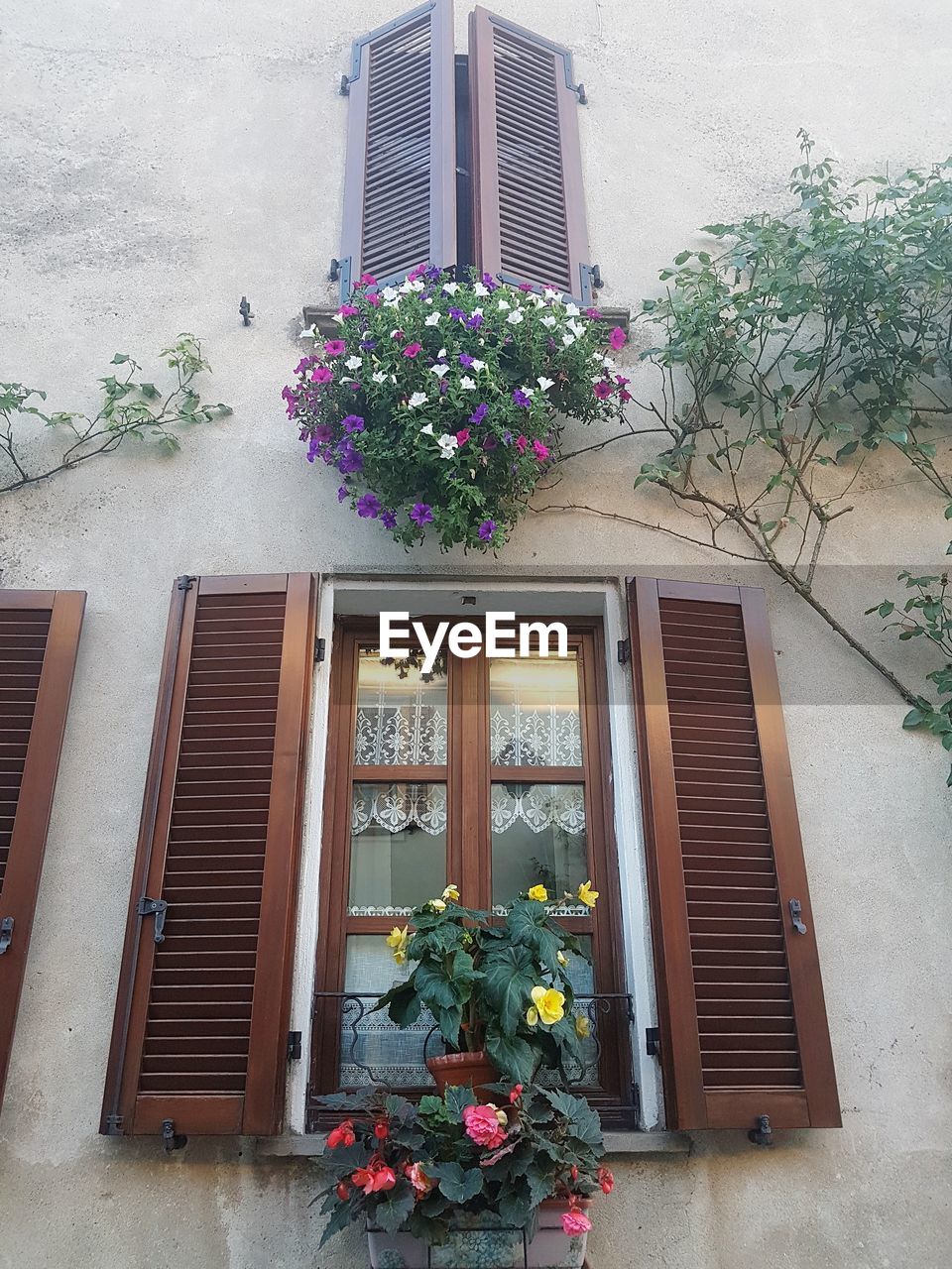 POTTED PLANTS GROWING AGAINST WINDOW