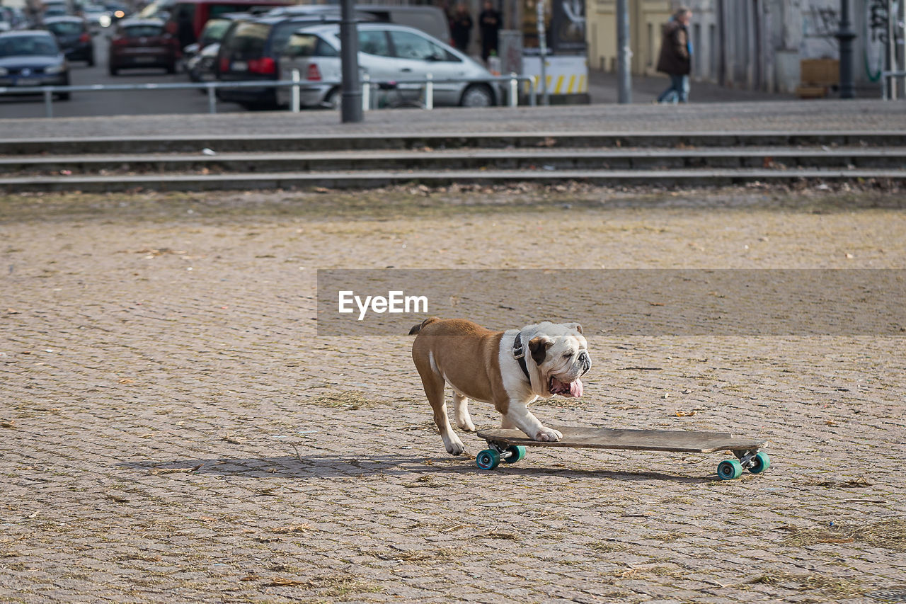Dog skateboarding on street