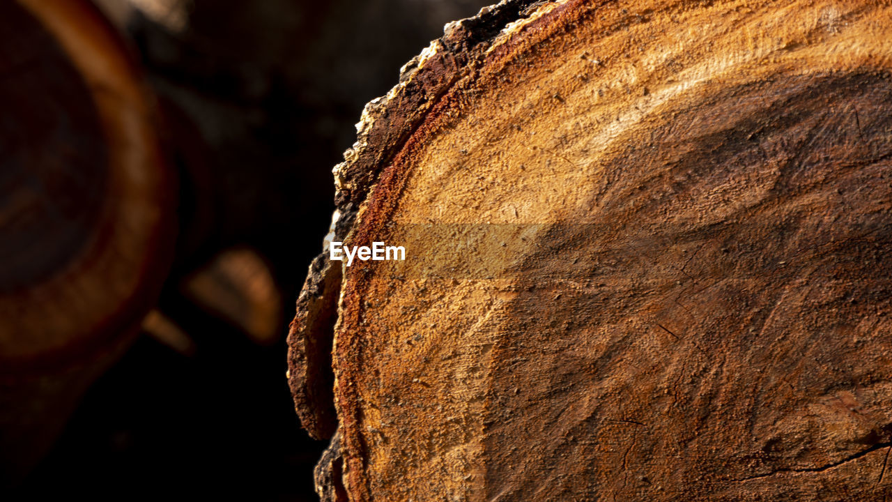 Close-up of log on wood