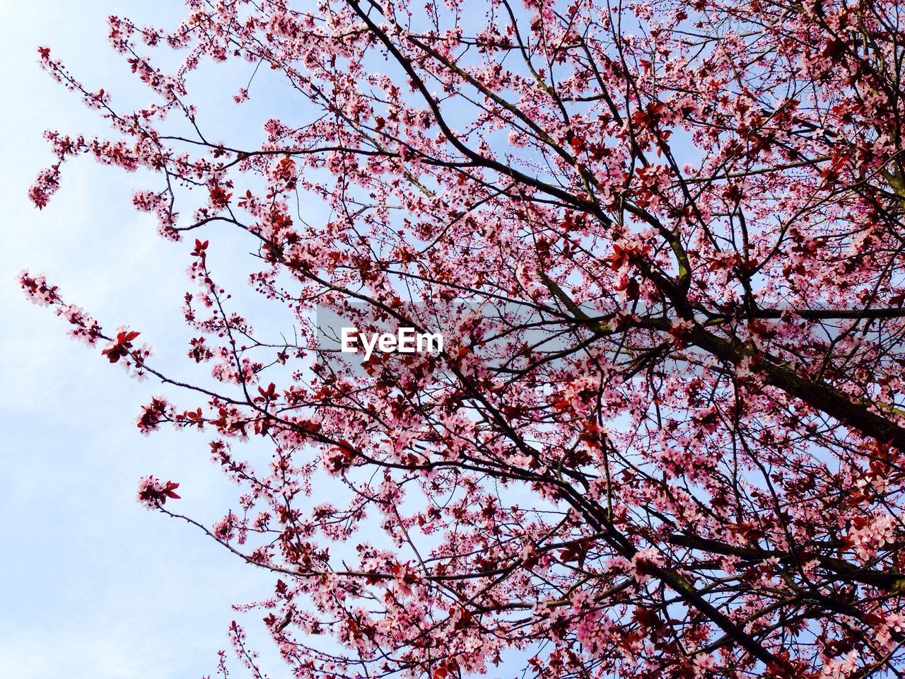 Low angle view of cherry blossom tree against clear sky on sunny day