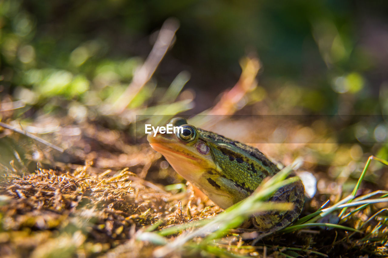 A beautiful common green water frog enjoying sunbathing in a natural habitat at the forest pond. 