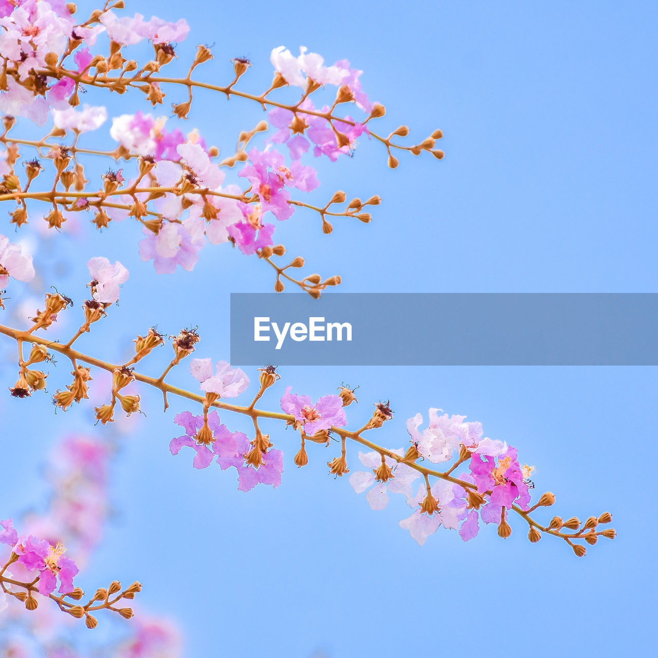 LOW ANGLE VIEW OF PINK CHERRY BLOSSOM AGAINST SKY