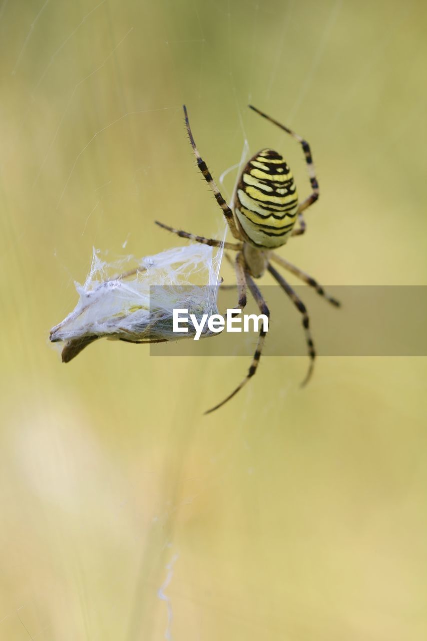 Close-up of spiders against blurred background