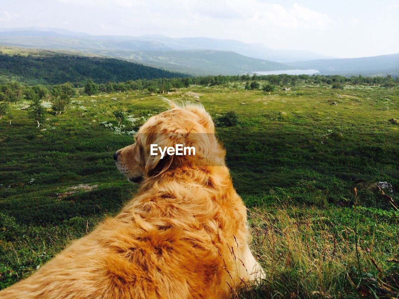 Dog looking away on countryside landscape