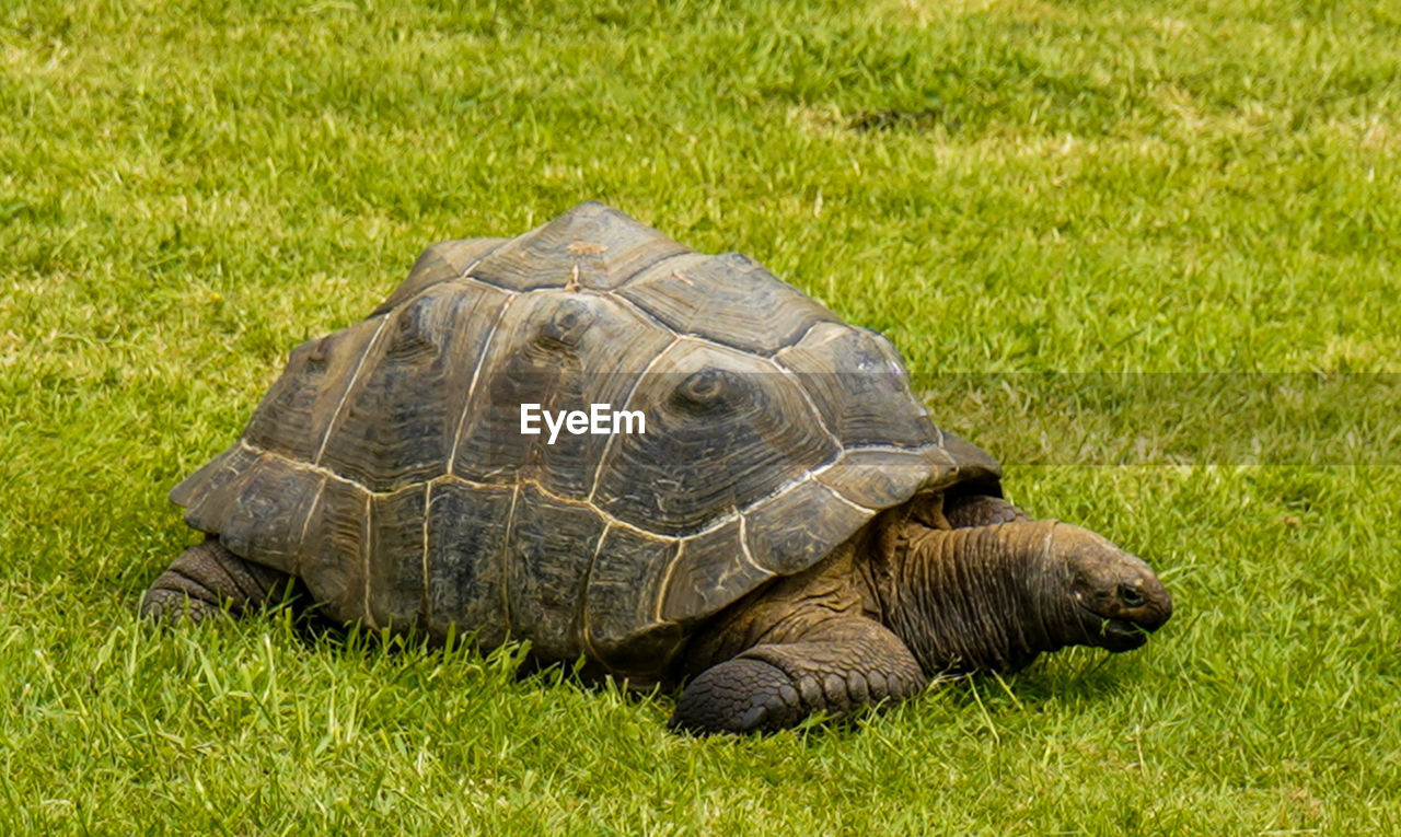 turtle, tortoise, reptile, grass, animal themes, animal, animal wildlife, plant, nature, shell, animal shell, tortoise shell, wildlife, one animal, green, land, boredom, no people, field, grassland, sea turtle, loggerhead sea turtle, outdoors, day