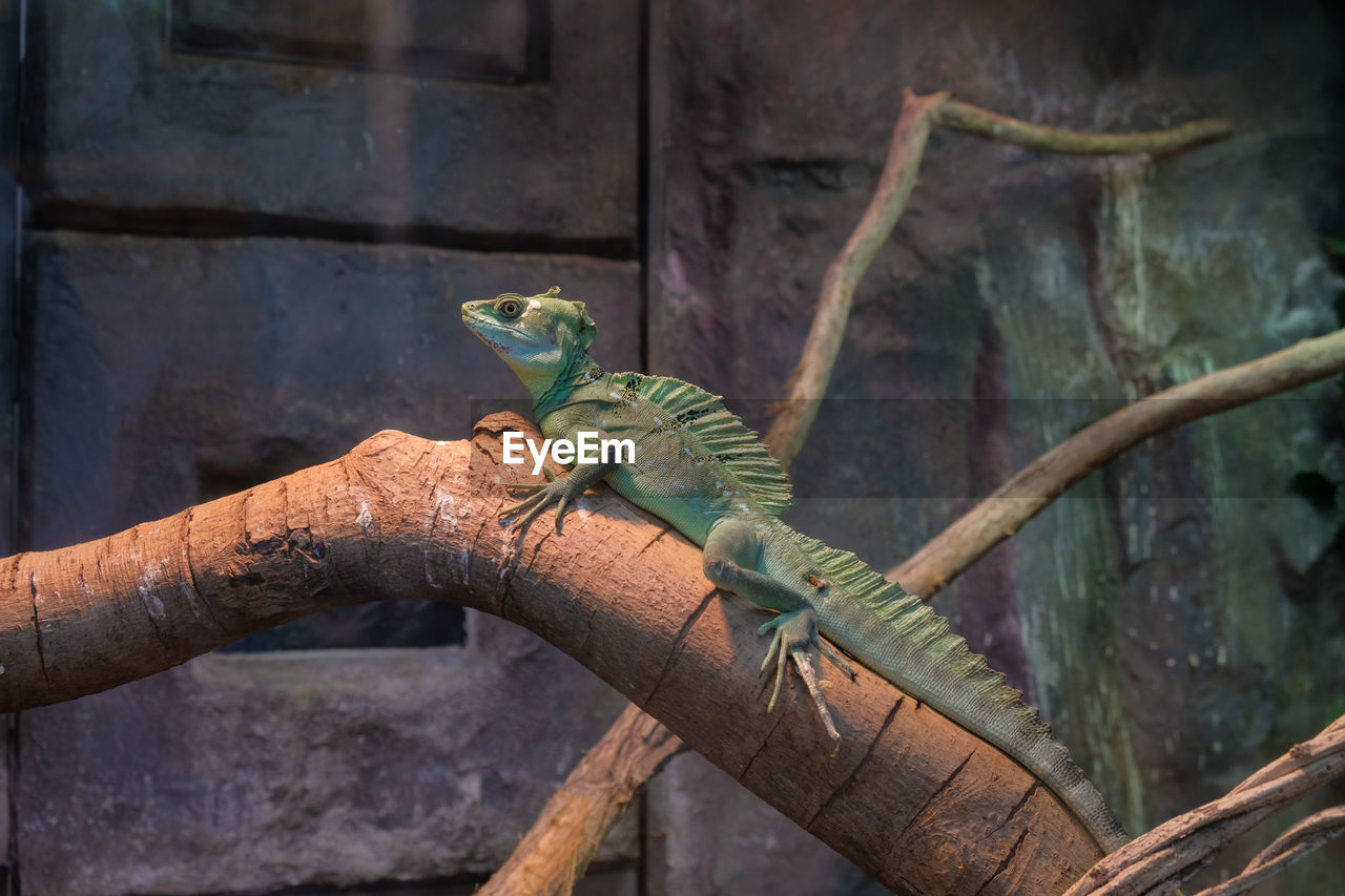 close-up of lizard on branch