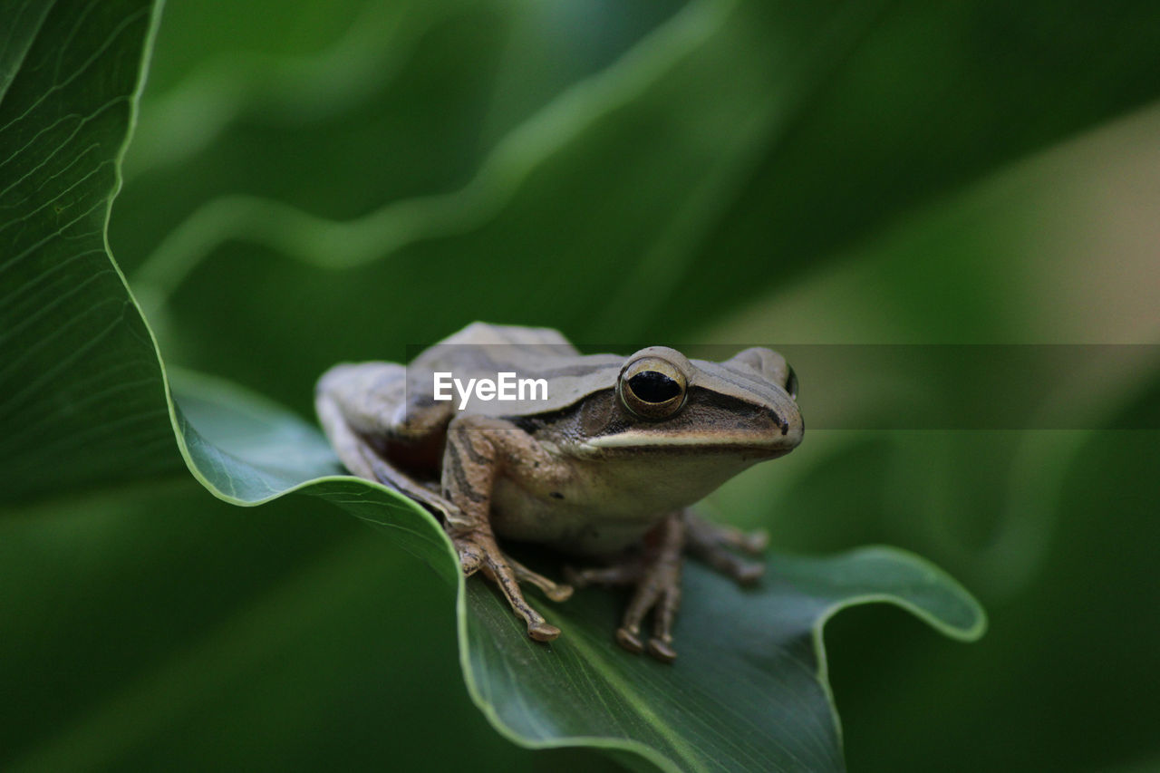 CLOSE-UP OF A FROG ON PLANT