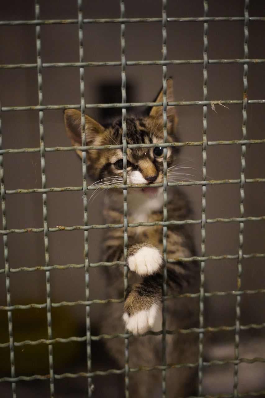 CAT IN CAGE