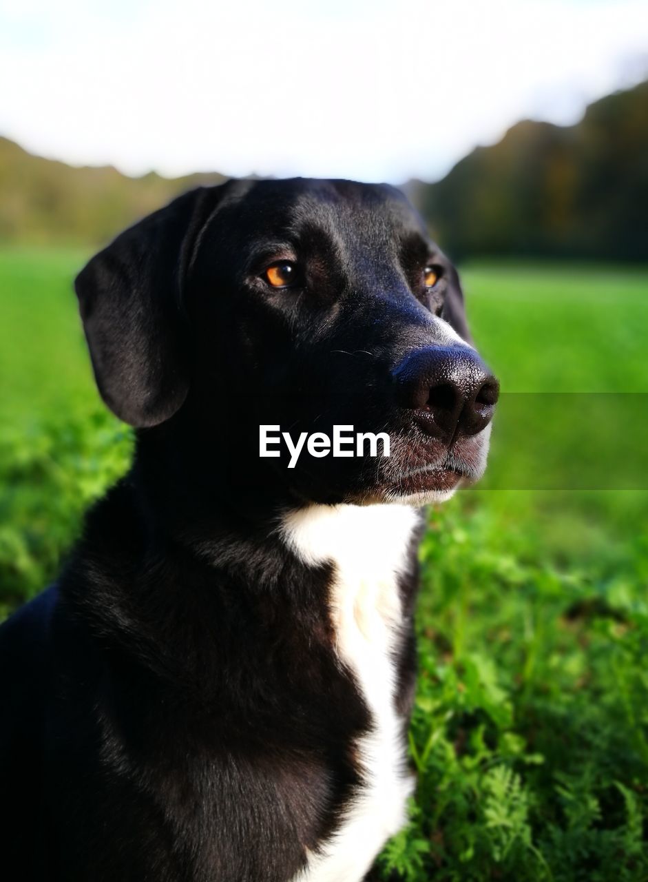 canine, dog, domestic animals, one animal, pets, domestic, mammal, animal themes, animal, vertebrate, grass, field, looking, close-up, looking away, focus on foreground, black color, no people, nature, land, outdoors, animal head, snout