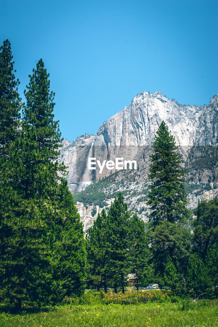 PINE TREES IN FOREST AGAINST SKY