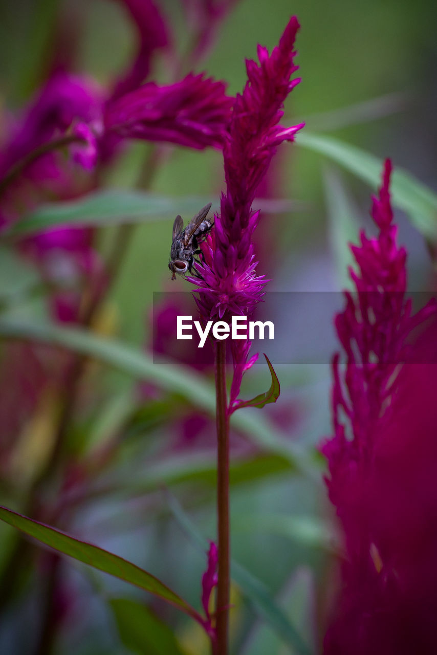 CLOSE-UP OF INSECT POLLINATING ON FLOWER