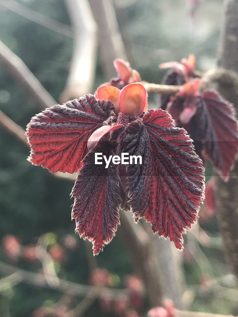 Close-up of red flowering plant