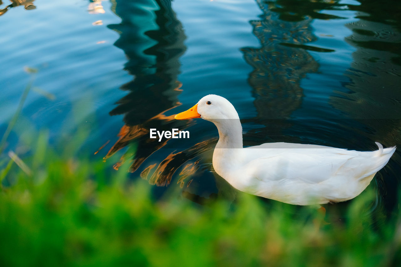 Wild ducks swim in the lake. birds close-up in the water. spring. high quality photo