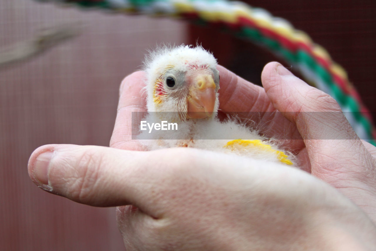 Baby kakariki parakeet held