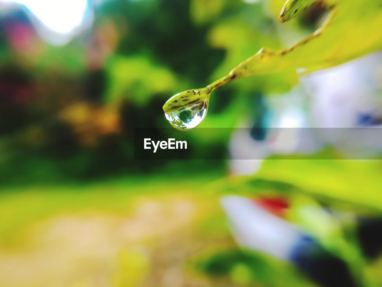 CLOSE-UP OF RAINDROPS ON PLANT