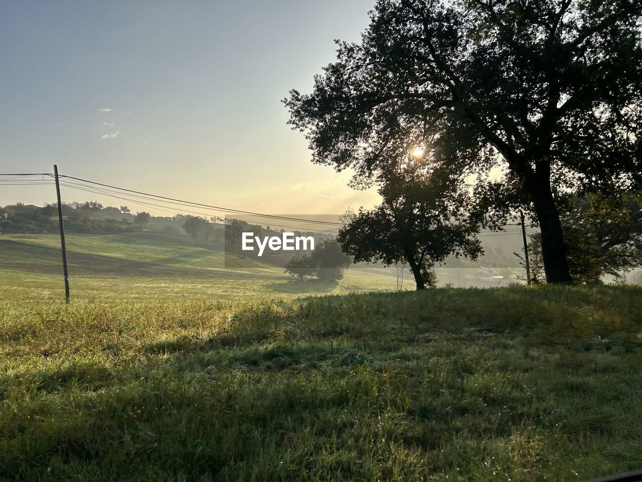 plant, nature, morning, tree, sky, grass, environment, landscape, field, beauty in nature, sunlight, land, tranquility, rural area, scenics - nature, hill, tranquil scene, no people, growth, rural scene, horizon, non-urban scene, outdoors, agriculture, green, natural environment, idyllic, cloud, autumn, day, meadow, dawn, sun