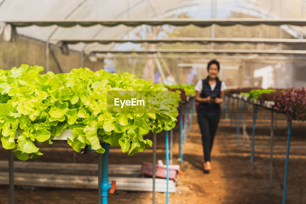 Closeup of fresh green oak lettuce in organic farm.