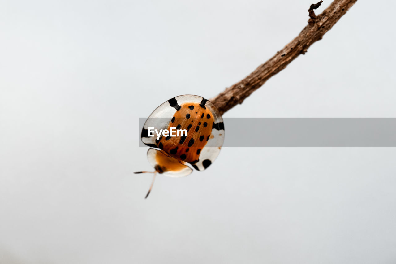 Close-up of bug over white background