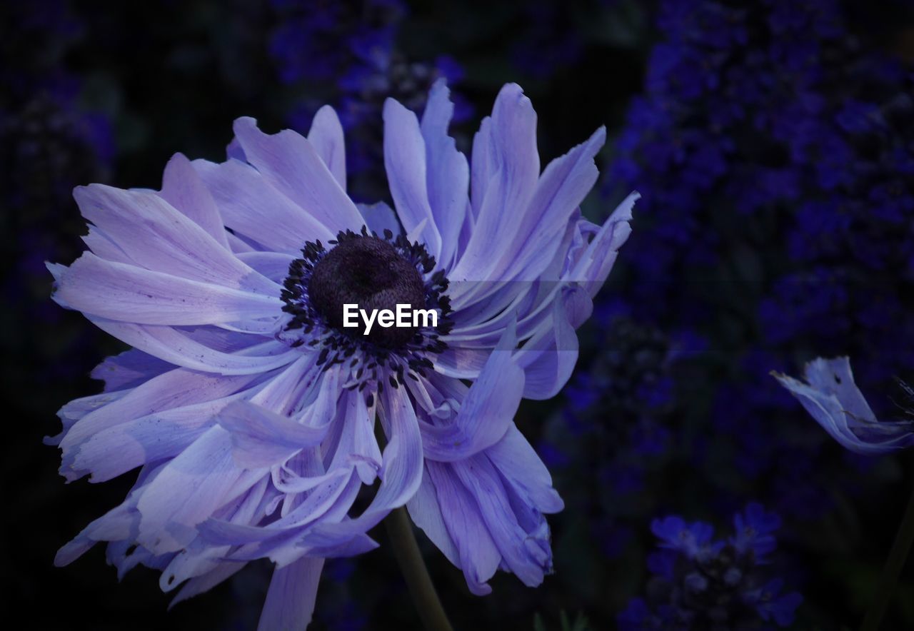 Close-up of flowers against blurred background